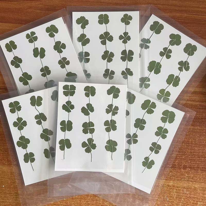 Red Clover Flower - 48PCS,60PCS,120PCS/Dry Press Green Foliage Clover,Real Natural
