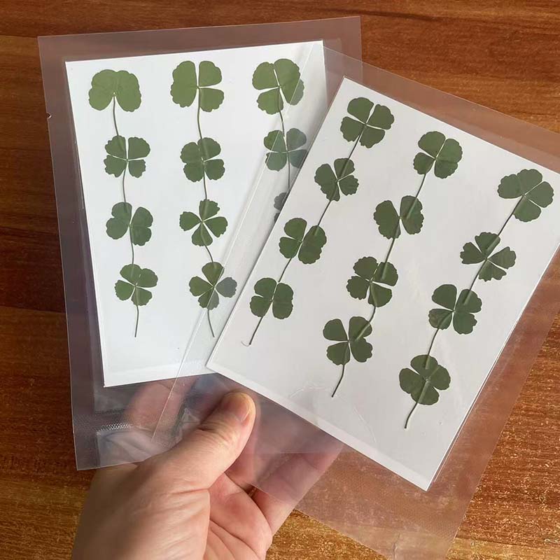 48PCS,60PCS,120PCS/Dry Press G - Red Clover Flower 评论和价格