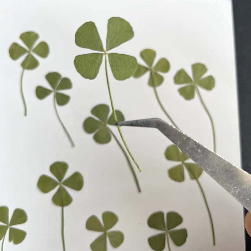 48PCS,60PCS,120PCS/Dry Press G - Red Clover Flower 评论和价格