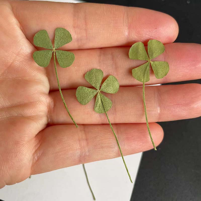48PCS,60PCS,120PCS/Dry Press G - Red Clover Flower 评论和价格